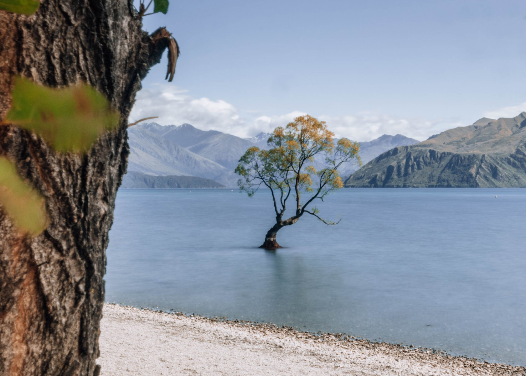 That Wanaka Tree