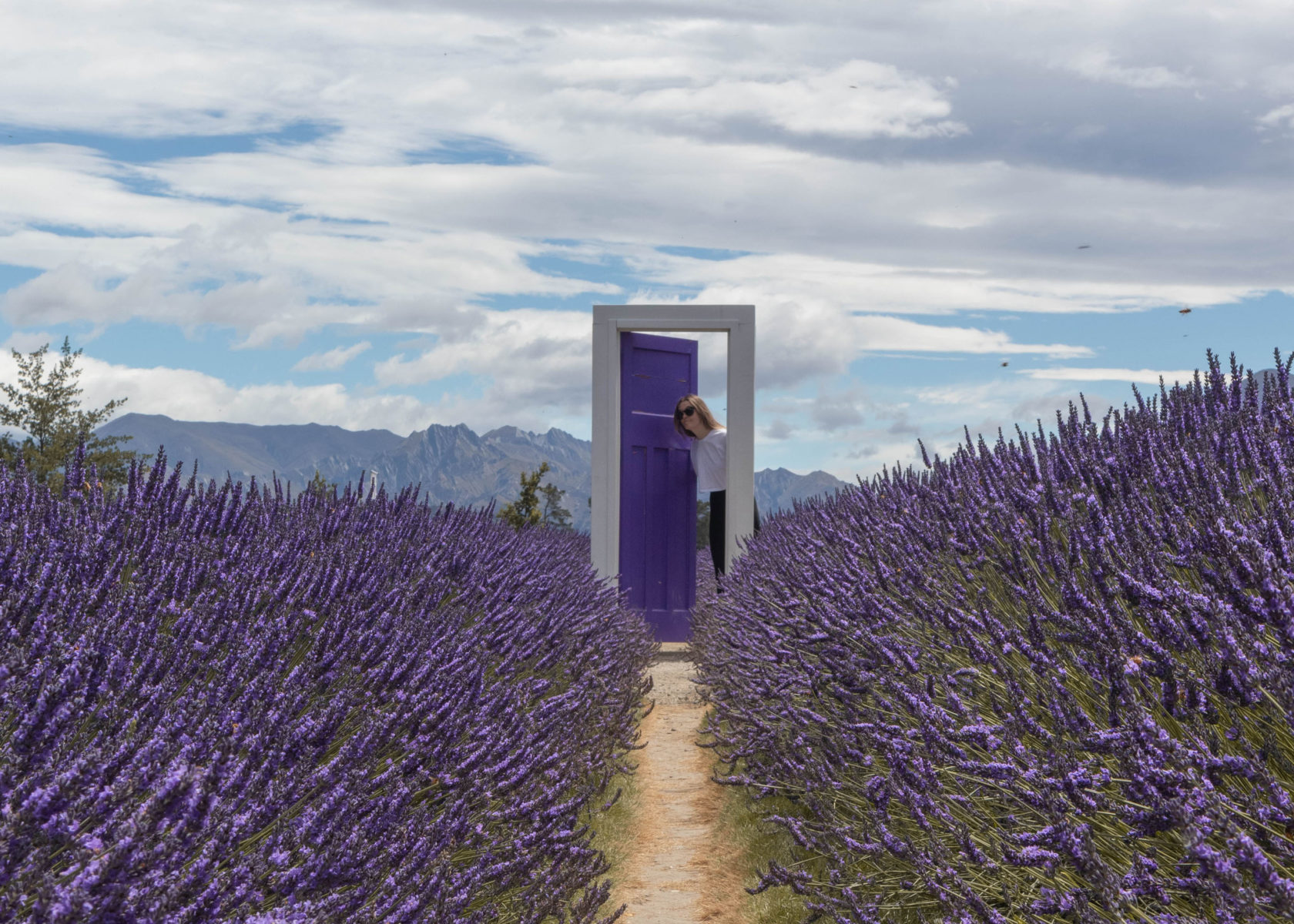 Wanaka lavender farm